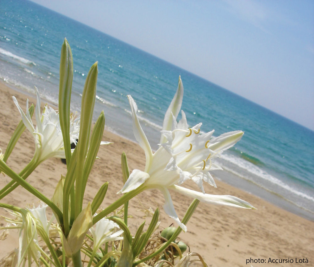 Villa Fiori Beach メンフィ エクステリア 写真